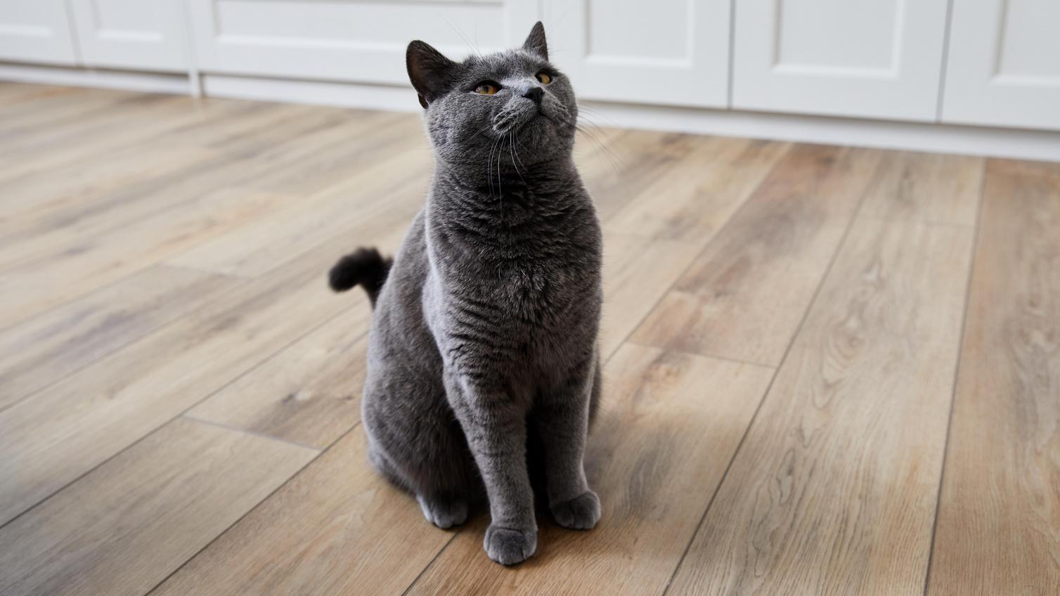 Oake & Gray vinyl flooring in a light oak colour. The couple's cat is in the shot and wardrobes in the background.